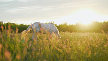 White Horse In A Summer Meadow. Portrait Of A White Horse In Flowers At Sunrise. White Horse In A Field At Sunset.