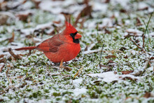 Male Northern Cardinal On The Ground With Snow Falling. 