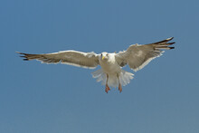 Greater Black-backed Gull Sin Flight On A Clear Blue Sky , Looking At The Camera - Larus Marinus 