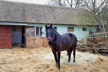 Dark Brown Horse In The Yard Of A Country Backyard Farmhouse In Rural Hungary