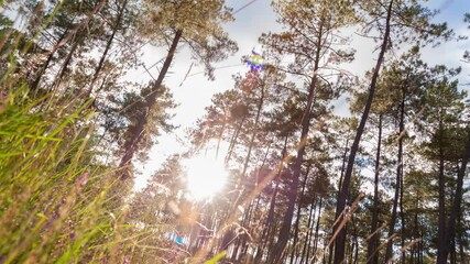 Wall Mural - sun through the trees in the forest