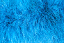 Azure Furry Texture. Abstract Animal Navy Blue Fur Background, Soft Selective Focus