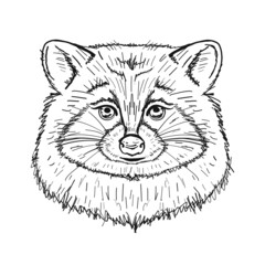 Poster - Funny Racoon Face Isolated on white.