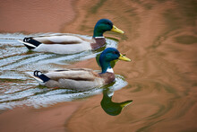 Two Mallard Male Ducks Swimming In A Lake ( Anas Platyrhynchos )