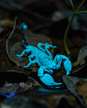 Drakensberg Creeper Scorpion UV Night