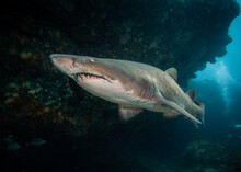 Sand Tiger Shark / Ragged Tooth On Reef