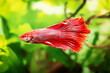 © Silhouette Boss - Siamese fighting fish, Betta splendens commonly known as the betta, is a freshwater fish in the aquarium. Animal aquascaping close up photography with a soft focus gradient blurred background