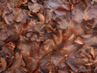 scenica macro di grande quantità di foglie autunnali cadute a terra