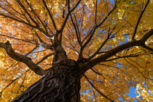 Tall Tree In Autumn With Yellow Leaves