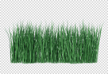 Front View Reed Grass 3d Rendering Transparent