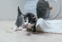 Small Cute Gray And White Kitten Walks Carefully On Wooden Floor. Pets At Home