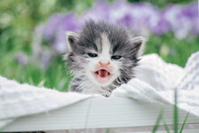Cute Little Gray And White Kitten Sitting In Wooden Basket. Lovely Pet On Background Of Green Grass And Flowers