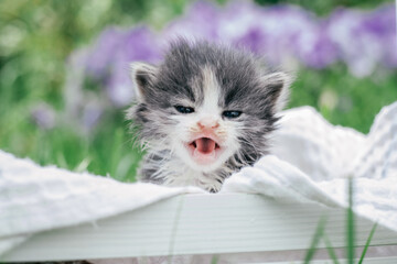 Wall Mural - Cute little gray and white kitten sitting in wooden basket. Lovely pet on background of green grass and flowers