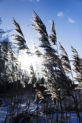 Wall Mural - Frozen reeds on a branch and ice in the winter season against a blue sky with white clouds.