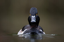 A Ring-necked Duck In British Columbia, Canada
