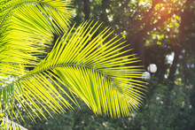 Green Palm Leaf In Sunlight
