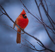 Male Cardinal in Winter Coat