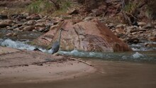 A Great Blue Heron Stands Very Still On The Sandy Bank Of The Virgin River In Zion National Park Utah Watching For Fish In The Rushing Water Then Takes Off In Flight. 