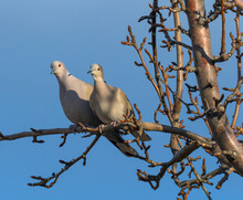 A Mating Pair Of Eurasian Collared Doves Share A Limb.
