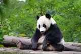 three legged giant panda sitting looking sad