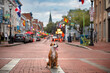 beautiful boxer mix breed sitting on red brick small town road with be kind in lights and church spire