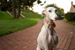 beautiful white greyhound with cobblestone red brick path and green grass 