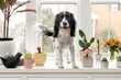 wagging tail springer spaniel standing with houseplants in front of bright windows