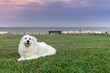 great pyrenees sitting on grass with purple sunset