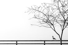 Seagull Silhouette On Fence With Bare Tree In Fog