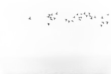 Flock Of Birds Above The Water On Foggy Day