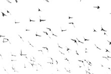Pigeons Flying Against White Sky Background
