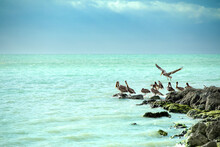 Key West Pelicans Gathering On Rock Jetty In Atlantic Ocean