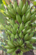 © Dheje - bunch of bananas