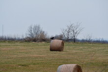 Bald Eagle On A Hay Bale In A Field