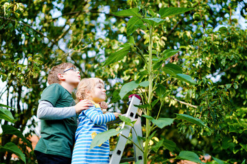 Little preschool girl and kid boy with huge sunflower in domestic garden. Happy children learn gardening, planting and cultivating flower and plant. Kids and ecology, environment concept.