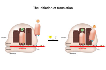 Poster - The initiation of translation concept. tRNA bearing first amino acid of polypeptide.