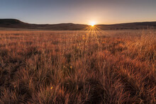 The Golden Early Morning Sun Rising Over The Mountains, With Tall, Back-lit Grass In The Foreground, Free State, South Africa