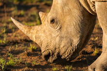 A Horizontal Shot Of A White Rhino Eating Green Grass In The Early Morning Sunlight, Madikwe Game Reserve, South Africa