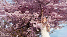 Sensual, Seductive, Portrait Of A Sexy, Young Blonde Woman In Pink Flower Tree Blossoms Of A Blossoming Tree In April, Spring Awakening, Sakura
