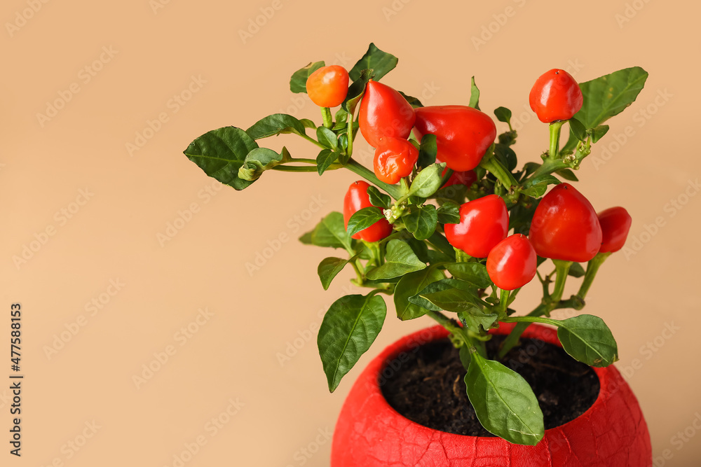 Pepper tree in pot on beige background, closeup