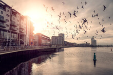 Big Pack Of Pigeon And Sea Gulls Flying Over River Shannon Fighting For Food , Limerick City, Ireland. Sun Flare Over Town Building. Calm Pastel Tone. Busy Life In A Big City Concept.