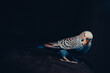 Papuga falista, Melopsittacus undulatus