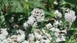 Valeriana montana | Valérianes des montagnes à petites fleurs blanches, rose pâle à foncé en corymbes au sommet de tiges dressées à feuilles non pétiolées, opposées, large, pointu et denté