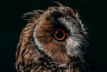 Close View Wild Owl Muzzle
