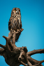 Cute Wild Owl Wooden Branch