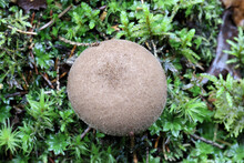Umber-Brown Puffball, Wild Mushroom From Finland, Scientific Name Lycoperdon Umbrinum