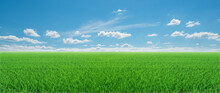 Panorama Of Green Meadows With Beutyfull Blue Sky And White Clouds In Day Ligth For Background.