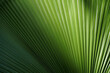 © noppharat - Close up palm leaf background.