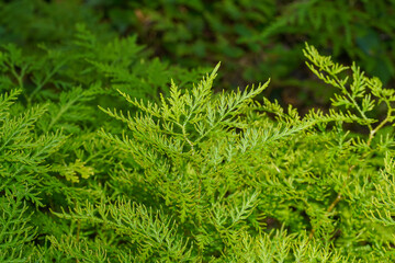 Canvas Print - Close up Spike Moss leaves.