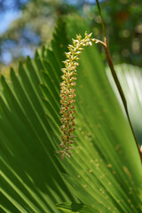 Canvas Print - Close up palm flower with blur background.